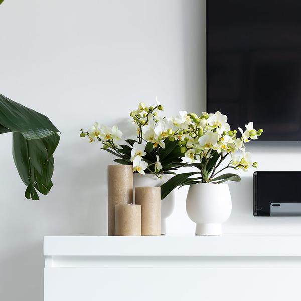 Kolibri Home | Scandic weißer Blumentopf - Weißer Keramik-Ziertopf - Ø6cm