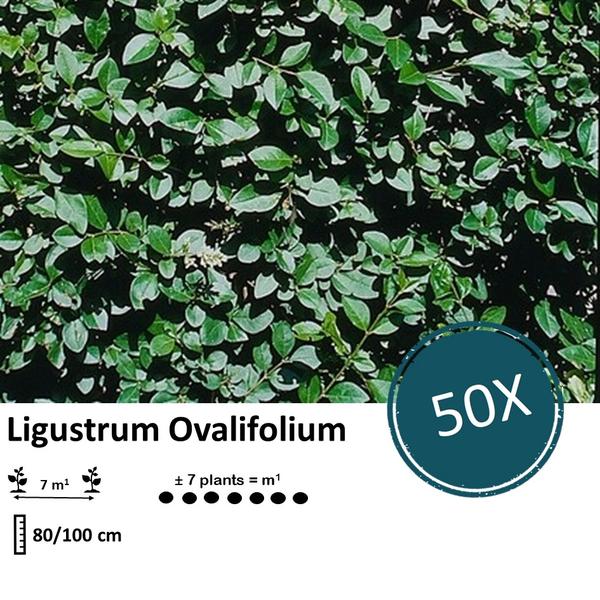 Ligustrum Ovalifolium - Wurzelnakt - 80/100 - 50x