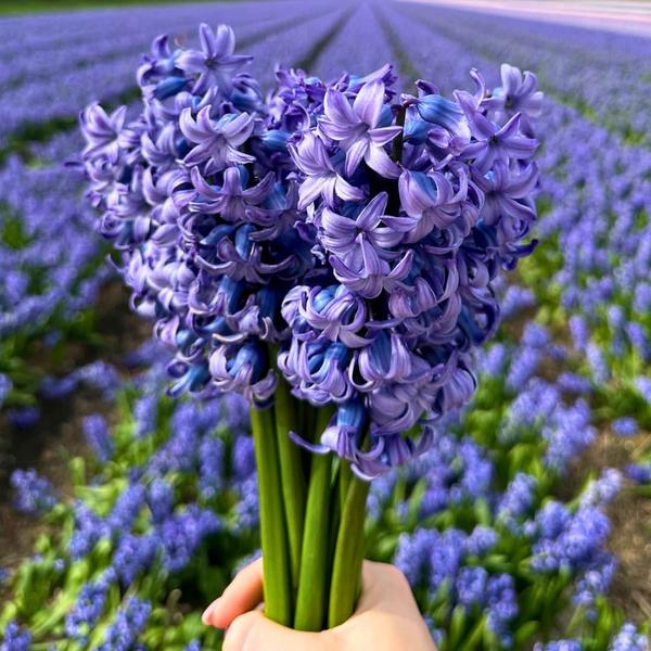 Flowerbulbs Amsterdam - Medium Holland Mix - Nachhaltige Vorteilspackung, 50 Blumenzwiebeln f�r 1 m� Blumenpracht - Gr��e 12+