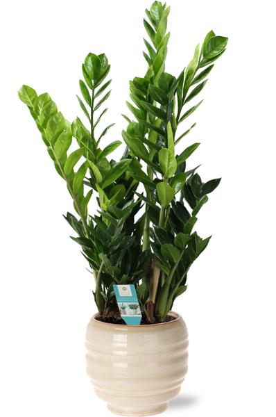 Zamioculcas - Ø21cm - ↕100cm + Dalmine Pot D22x20cm - Weiß