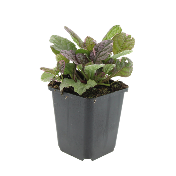 Ajuga reptans 'Burgundy Glow' - ↕25cm - Ø9cm - 6x