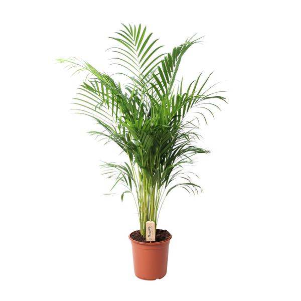 Dypsis Lutescens (Areca) - Ø24cm - ↕110cm