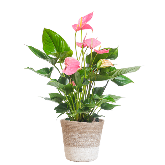 Anthurium Pink Explosion mit Lissabon Weidenkorb - 55cm - Ø17