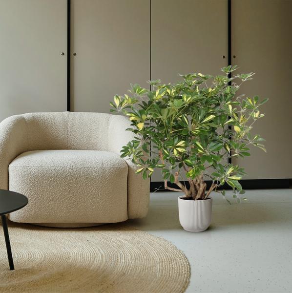 Schefflera Gold Capella vertakt - 130 cm - ø40
