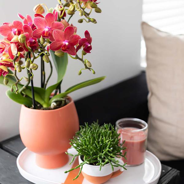 Kolibri Home | Scandic Terrakotta Blumentopf - Terrakotta farbiger Keramik Ziertopf - Ø9cm