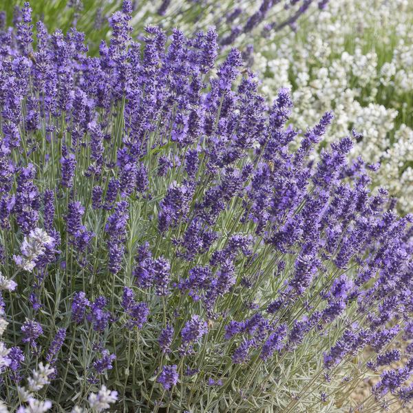 Lavendel 'Hidcote' - ↕10-25cm - Ø9cm - 6x
