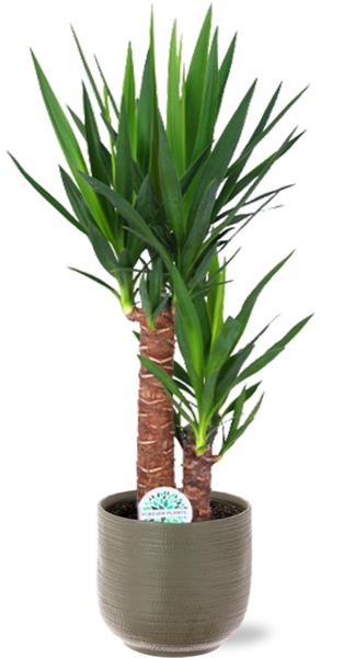 Yucca Elephantipes - Ø17 - ↨85cm + Aresso Pot D18x16,5cm - Grau Grün