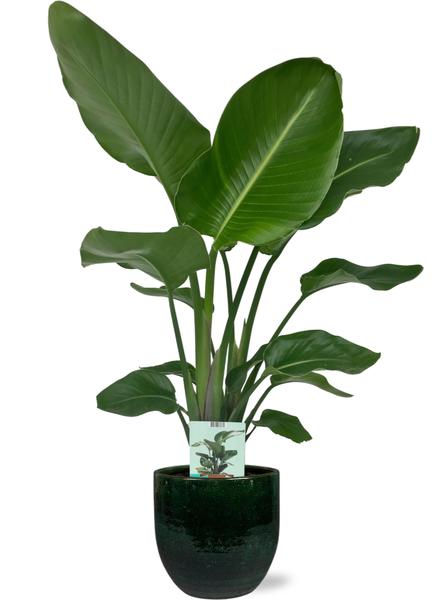 Strelitzia Nicolai - Ø19cm - ↕90cm + Jolin Pot D20x18cm - Grün