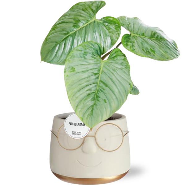 Philodendron Sodiroi in Pot Bril D16x11,5cm - Goud
