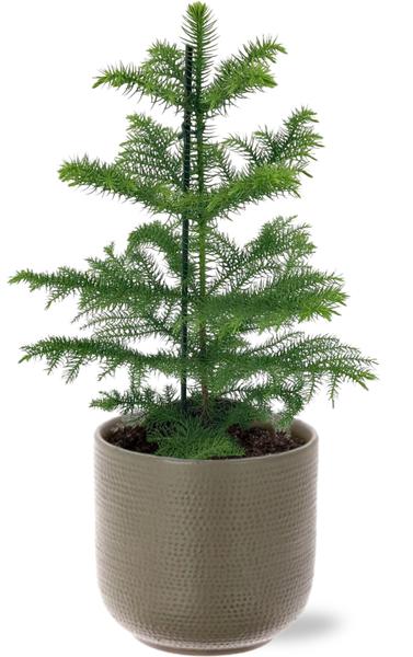 Araucaria Heterophylla - Ø14cm - ↕40cm + Aresso Pot D15,5x14,5cm - Grau Grün