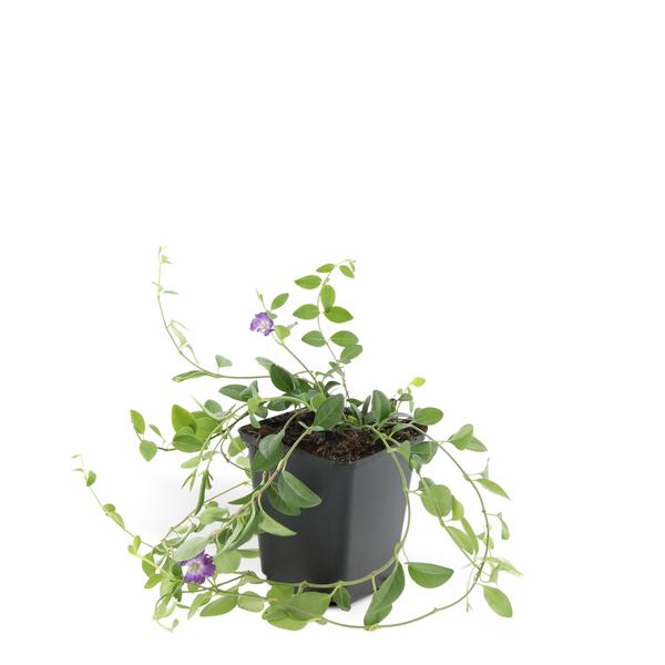 Vinca minor 'Atropurpurea', - ↕10-25cm - Ø9cm - 6x