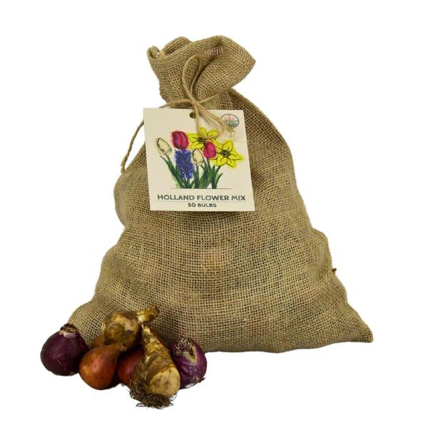 Flowerbulbs Amsterdam - Medium Holland Mix - Nachhaltige Vorteilspackung, 50 Blumenzwiebeln f�r 1 m� Blumenpracht - Gr��e 12+