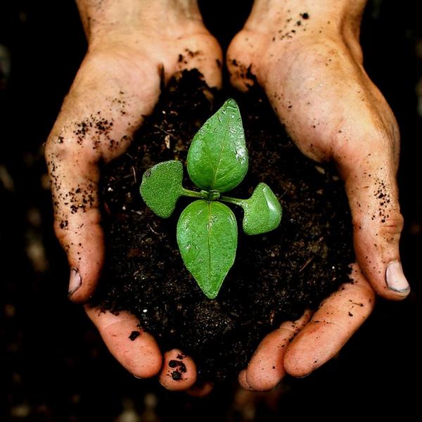 Culvita - Organische torffreie Blumenerde 40 Liter - Blumenerde für Pflanzen im Innen- und Außenbereich - inklusive organischem Dünger