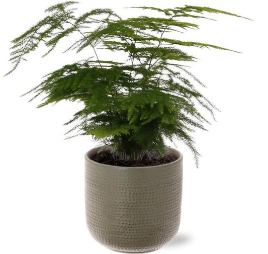 Asparagus Setaceus - Ø12cm - ↕28cm + Aresso Pot D13x12,5cm - Grau Grün