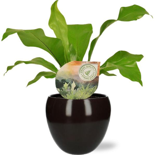 Asplenium Nidus - Ø12cm - ↕35cm +  Bowl Pot D13/14.5x13cm - Schwarz