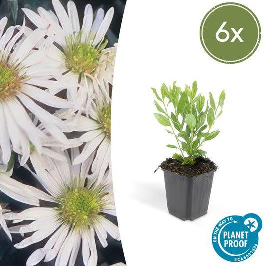 Aster ageratoides 'Ashvi' - ↕25cm - Ø9cm  - 6x