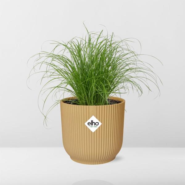 Cyperus Alternifolius Zumula in Topf 14cm - 25cm Gelb