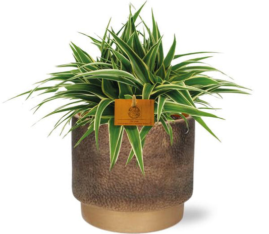 Chlorophytum Ocean - Ø15cm - ↕25cm + Topf - Gold