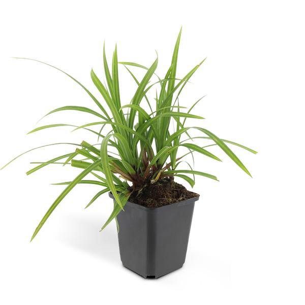 Carex morrowii 'Irish Green' - ↕10-25cm - Ø9cm - 6x