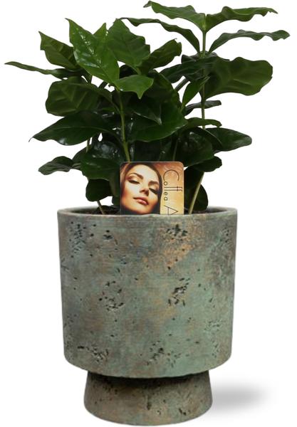 Coffea Arabica - Ø12cm - ↕25cm + Topf - Grün