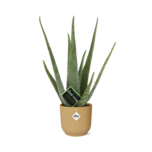 Aloe Vera 12cm in ELHO Vibes Fold 14cm geel