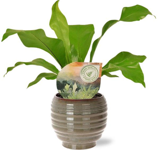 Asplenium Nidus - Ø12cm - ↕35cm + Dalmine Pot D13x11,5cm - Grün