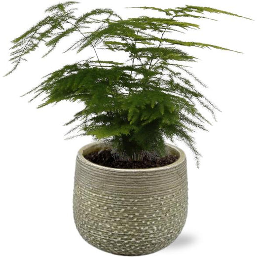 Asparagus Setaceus - Ø12cm - ↕35cm + Noale Pot D14,5x12cm - Grün