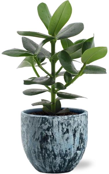 Clusia Rosea Princess - Ø12cm - ↕15cm +  Topf - Blau