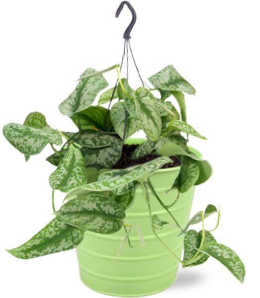Scindapsus Pictus Trebie - Ø15cm - ↕25cm + Bodhi Pot D16x15cm - Grün