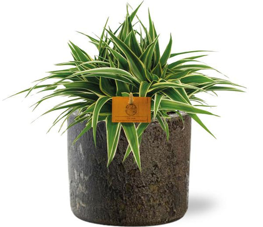 Chlorophytum Ocean - Ø15cm - ↕25cm + Topf - Braun
