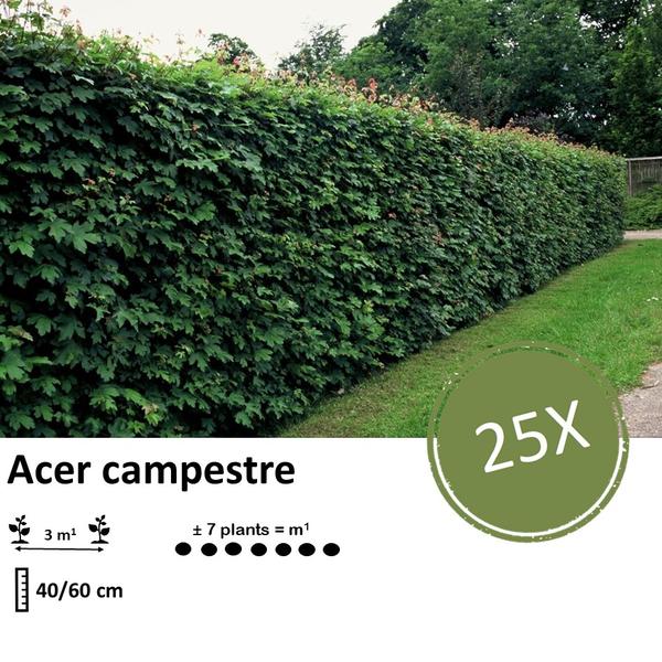 Acer campestre  - Wurzelnakt - 40/60 - 25x