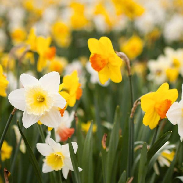 Flowerbulbs Amsterdam - Super Narcissus Mix - Nachhaltige Vorteilspackung, 100 Blumenzwiebeln f�r 2,5 m� Blumenpracht - Gr��e 12/14