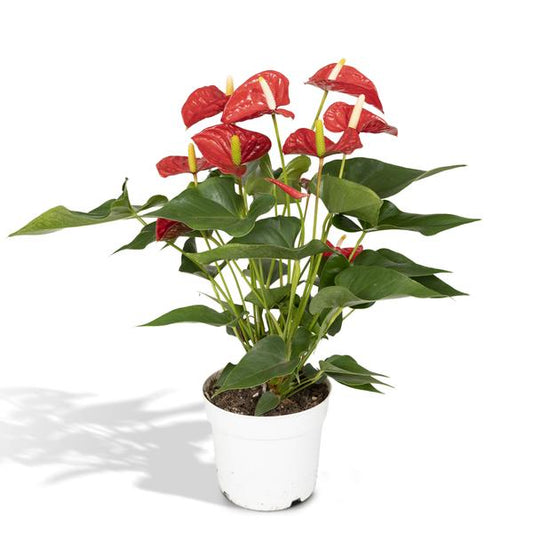 Anthurium Red - Ø17cm - ↕55cm - Ø17 - ↨55cm