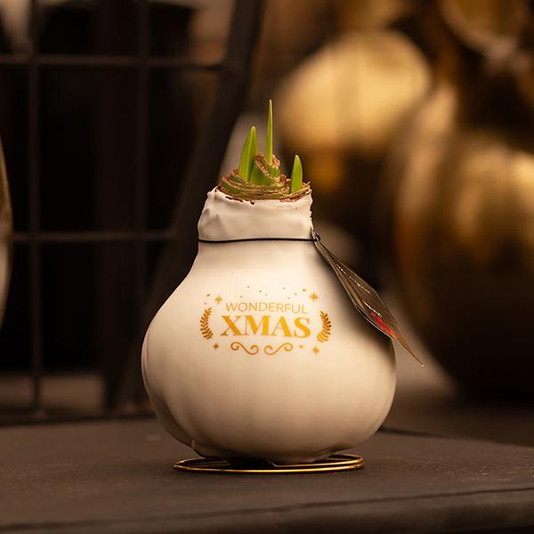 Ohne Wasser Blumen (wax amaryllis)  XMAS Weiß + Rote Blumen