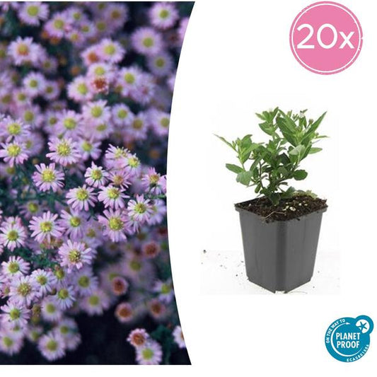 Aster ageratoides 'Stardust' - ↕10-25cm - Ø9cm - 20x