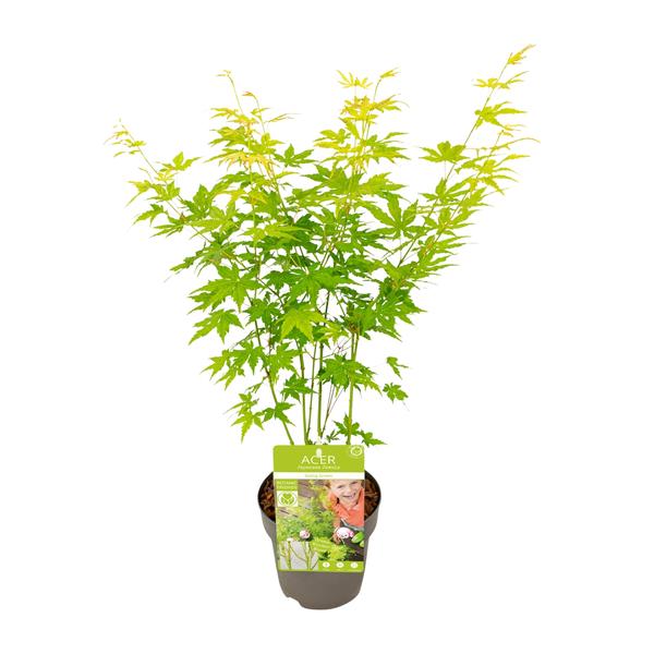 Acer palmatum Going Green - Ø19cm - ↕40cm - Ø15 - ↨30cm