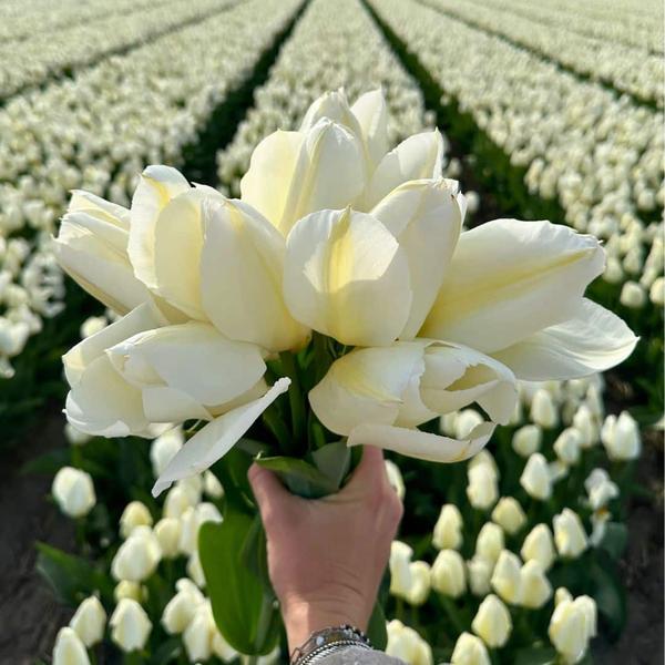 Flowerbulbs Amsterdam - Medium Holland Mix - Nachhaltige Vorteilspackung, 50 Blumenzwiebeln f�r 1 m� Blumenpracht - Gr��e 12+