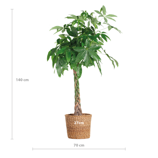 Pachira Aquatica XL mit Torun-Korb – 140 cm – Ø30