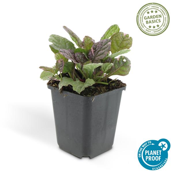Ajuga reptans 'Burgundy Glow' - ↕25cm - Ø9cm - 6x