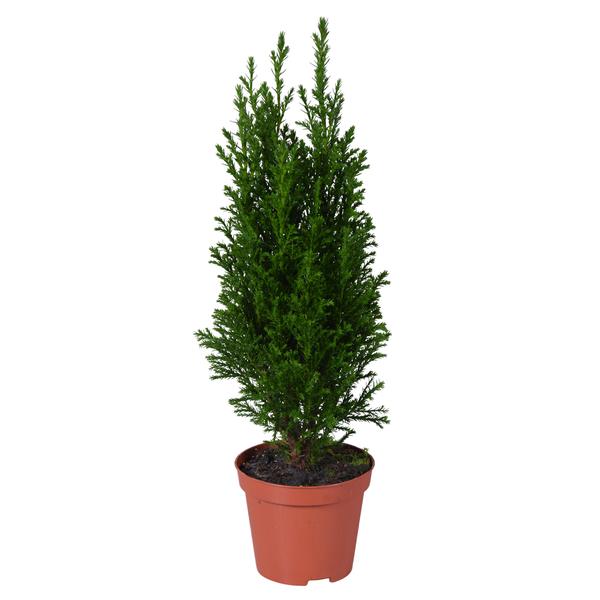 Ellwoodii Grün - Ø9cm - ↕35cm