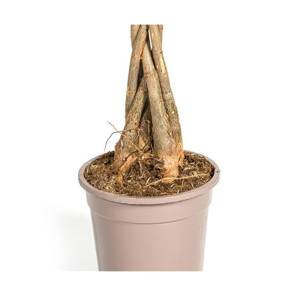 Pachira Aquatica | 80cm Glücksbaum | Premium Zimmerpflanze