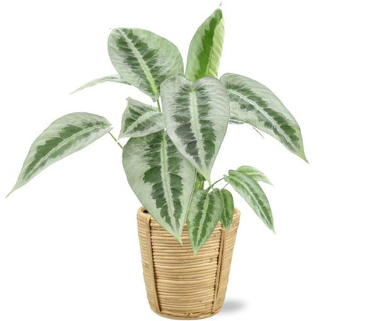 Schismatoglottus Mottleyana - Ø14cm - ↕45cm + Bibek Pot D15x15cm - Natürlich