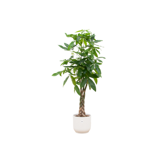 Pachira Aquatica + Topf Weiß Ø30 - 160 cm