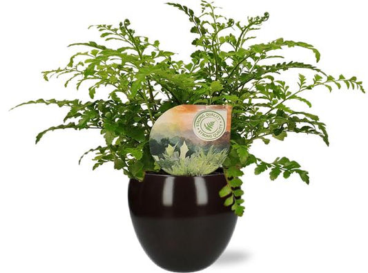 Asplenium Parvati - Ø12cm - ↕35cm + Bowl Pot D13/14.5x13cm - Schwarz