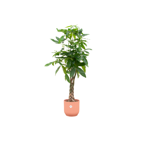 Pachira Aquatica + Topf Rosa Ø30 - 160 cm