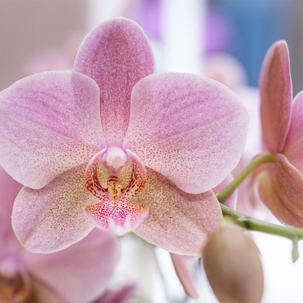 Kolibri Orchids - Überraschungsbox Mix - Pflanzen-Vorteilsbox - Überraschungsbox mit 4 verschiedenen Orchideen 12cm - Frisch vom Züchter