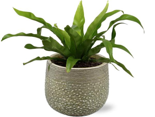 Asplenium Antiquum - Ø12cm - ↕25cm + Noale Pot D14,5x12cm - Grün