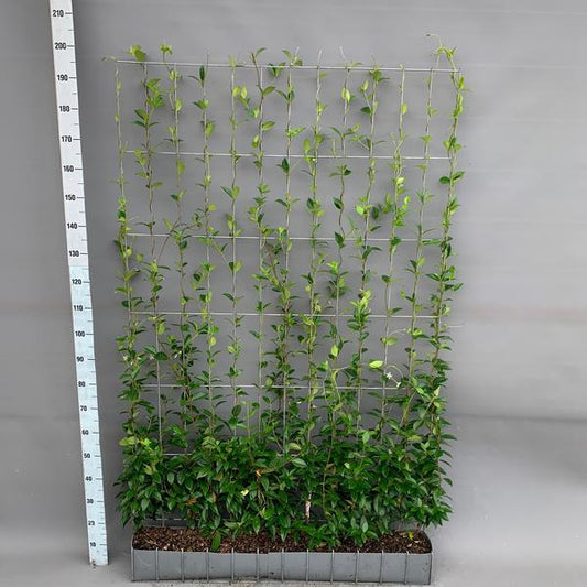 Trachelospermum - Sternjasmin - Fertighecke - 120 x 180 cm