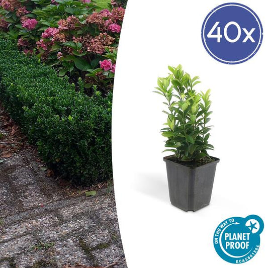 Euonymus jap. Green Spire - ↕10-25cm - Ø9cm - 40x