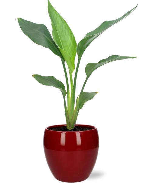 Strelitzia Reginae - Ø12cm - ↕35cm + Bowl Pot D13/14.5x13cm - Rot